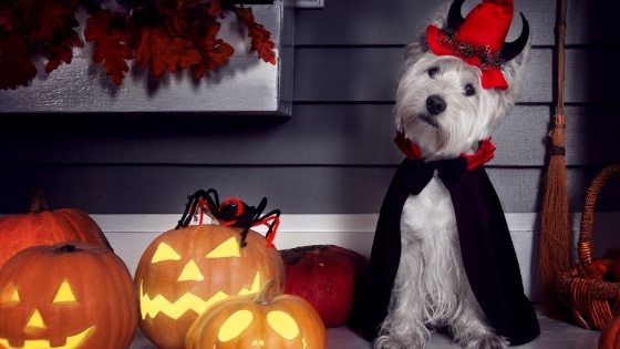 5 risks for pets at Halloween